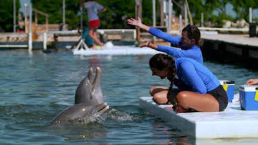 7:00 AM: How Do Animals Do That? (S1) | Discovery Channel | 4/11 2026