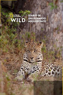 18:00: Diario de un leopardo adolescente | Nat Geo Wild | 2/8 2026