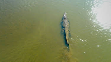 09:40: Meister der Jagd am Great Barrier Reef | Arte | 4/8 2026
