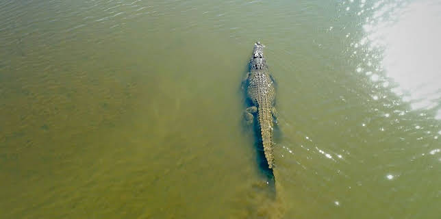 18:35: Meister der Jagd am Great Barrier Reef | Arte | 2/26 2026