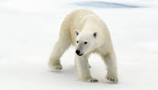 Nach der langen Nacht - Der Winter in Spitzbergen