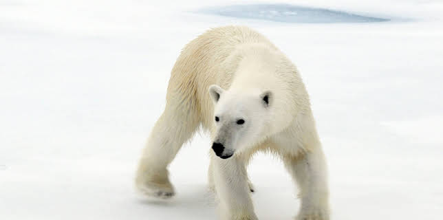 10:45: Nach der langen Nacht - Der Winter in Spitzbergen | 3SAT | 12/16 2025