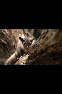 09:30: Superviviente por naturaleza: Los vagabundos del bosque | Nat Geo Wild | 7/14 2026