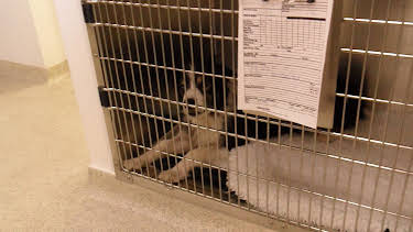 01:00: Animal ER (S1 E7) (S1) | Animal Planet | 12/26 2025