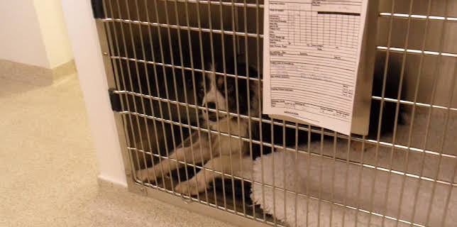 00:00: Animal ER (S1 E7) (S1) | Animal Planet | 12/26 2025