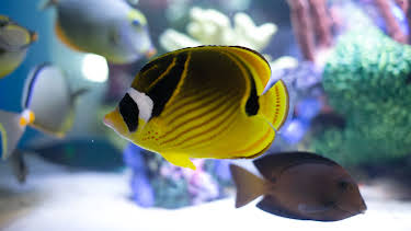 22:00: Akvariedesignerne (S5 E8) (S5) | Animal Planet | 4/5 2026