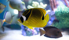 Akvariedesignerne (S5 E8)