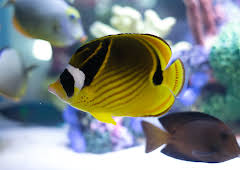 Tanked