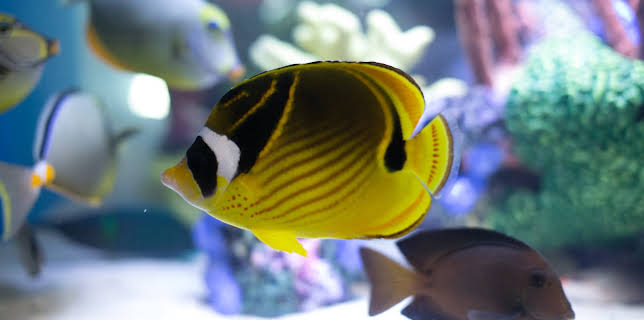 09:25: Akvariedesignerne (S5 E8) (S5) | Animal Planet | 3/10 2026