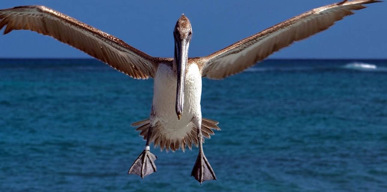 Bird's Eye View (2020)