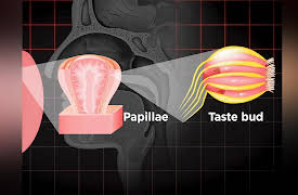 How to Sing: Training Your Tongue