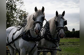 Inside Hampton Court Palace: Quest for an Heir
