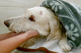 My Pet Ate What!?: All You Need Is Glove