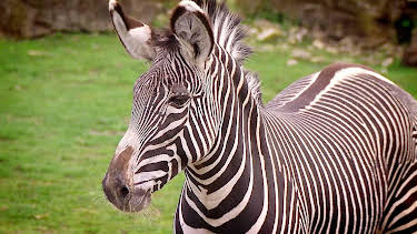 02:55: Elefant, Tiger & Co. | MDR Fernsehen | 4/23 2026