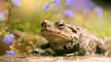 16:35: Olga da Polga: Olga til unnsetning | NRK Super | 4/27 2026