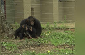 Escape to Chimp Eden Season 1: -11