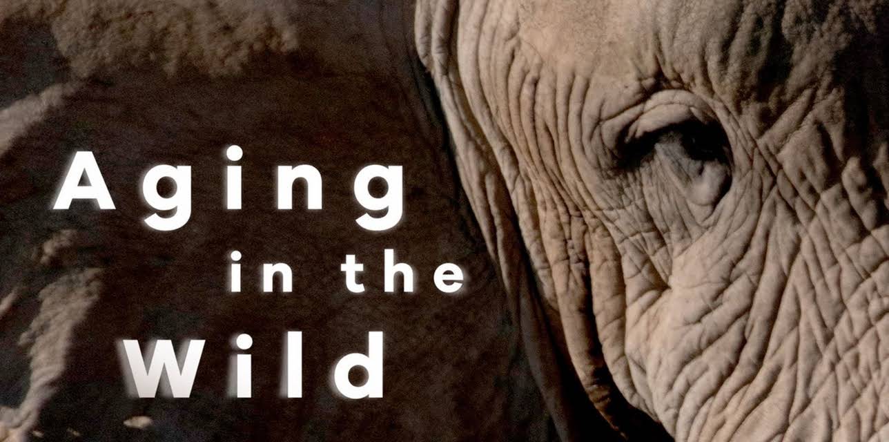 Aging In The Wild