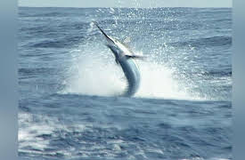 Fishin' with the Good Ol' Boys: The Bucket show and Sailfishing