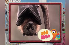 Animal All Stars: Astonishing Animals