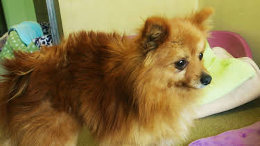 16:20: Hundehuset: Fox | NRK 2 | 4/6 2026