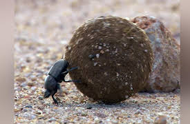 The Quick and the Curious Season 1: Dung Beetle Star Search