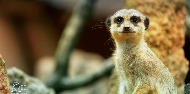 17:10: Seelöwe & Co. - tierisch beliebt (28) | Radio Bremen | 2/9 2026