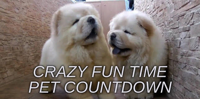 Crazy Fun Time Pet Countdown
