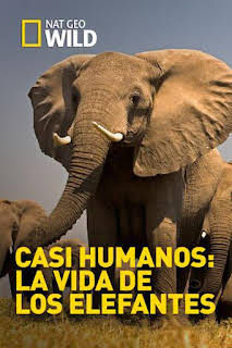 10:00: Casi humanos: la vida de los elefantes | Nat Geo Wild | 8/28 2026