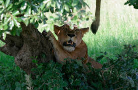 Wonders of Nature: Competition