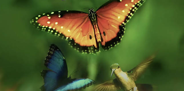 Disneynature: Wings of Life (2013)