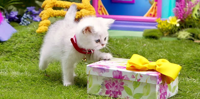 17:20: Rosin og Bolle: Sokker til Rosin | NRK 3 | 2/3 2026