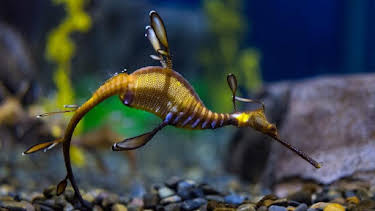 9:00 AM: The Aquarium (S1) | Discovery Channel | 8/14 2026