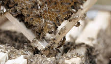 Die türkische Schwarzmeerküste