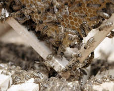 Die türkische Schwarzmeerküste