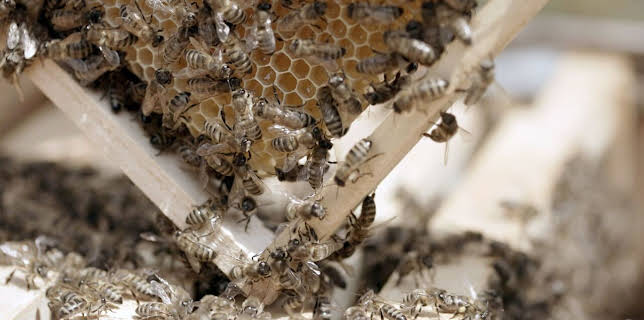 13:35: Die türkische Schwarzmeerküste | Arte | 3/7 2026