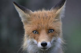 Saving Yellowstone with Dennis Quaid: In the Valley