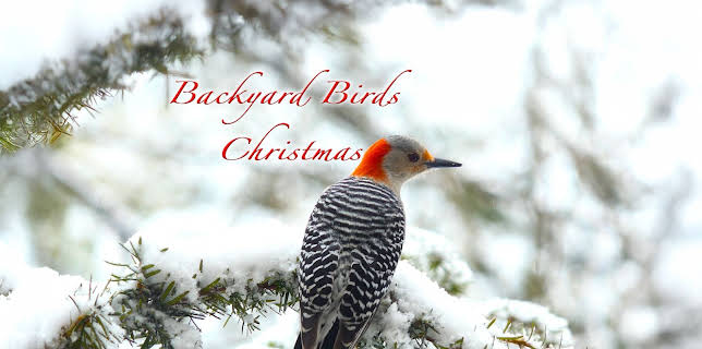 Backyard Birds Christmas (2024)