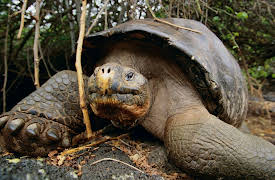 Big History: The Big Bang, Life on Earth, and the Rise of Humanity: The Evidence for Natural Selection