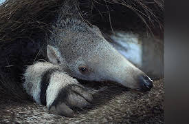 Baby Animals: Offbeat Adaptations