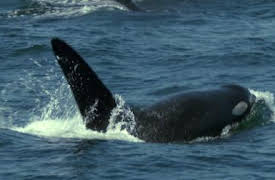 72 Dangerous Animals: Latin America: Deathly Bite