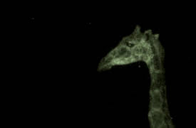 Night Season 1: Giraffe