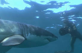 Of Sharks and Men: Origins of Fear