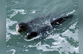 Ocean Stories: The Giant and the Phantom