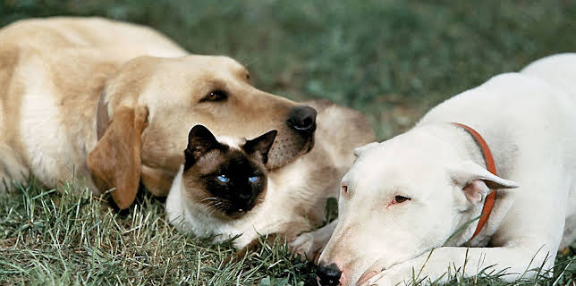 I vildmarkens våld (1963)