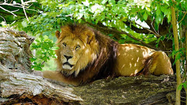 7:15 AM: Animal Park | BBC Two | 7/17 2026