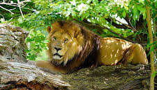 Animal Park (1)