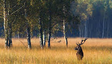 Wildes Deutschland - Die Lausitz