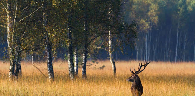21:00: Wildes Deutschland - Die Lausitz | SR Fernsehen | 11/23 2025