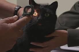 Dr. Barry, Season 1: Pet Detective