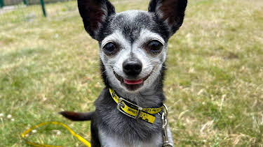 3:00 PM: Pete Wicks: For Dogs' Sake (S2 E2) (S2) | W | 4/3 2026